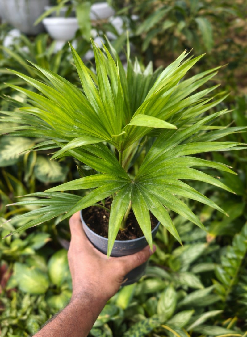 بلانت نبات نخيل ليفيستونا داخلي | نخيل ليفيستونا تشينينسيس المروحي الحي | نخلة خضراء مزخرفة | نبات ديكور منزلي ومكتبي سهل العناية - Image 3